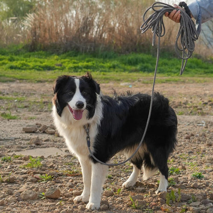 Long Leash for Dog Training, 100FT Dog Leashes for Large Breed Dogs with Swivel Lockable Hook and Comfortable Padded Handle,Dog Lead Check Cord for Small Medium and Large Dogs