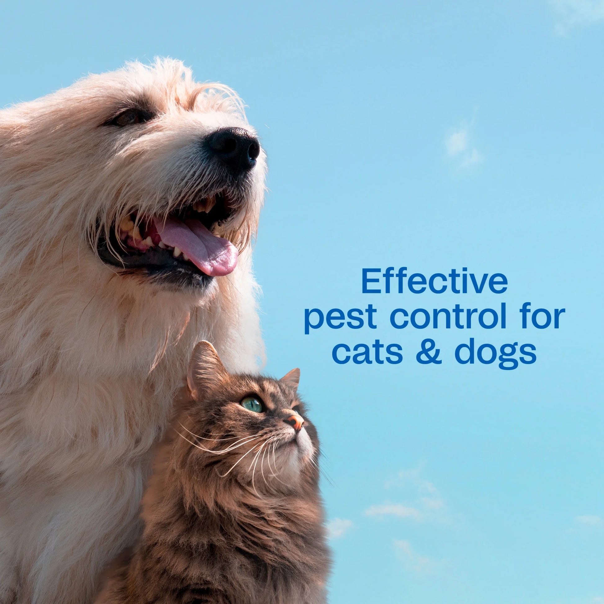 plus Flea & Tick Shampoo with Precor for Dogs, Cats, Puppies & Kittens, Flea Shampoo to Treat Flea Infestations, Kills Ticks, Fleas, Flea Eggs & Lice, Cleans and Conditions Coat, 12 Fl Oz