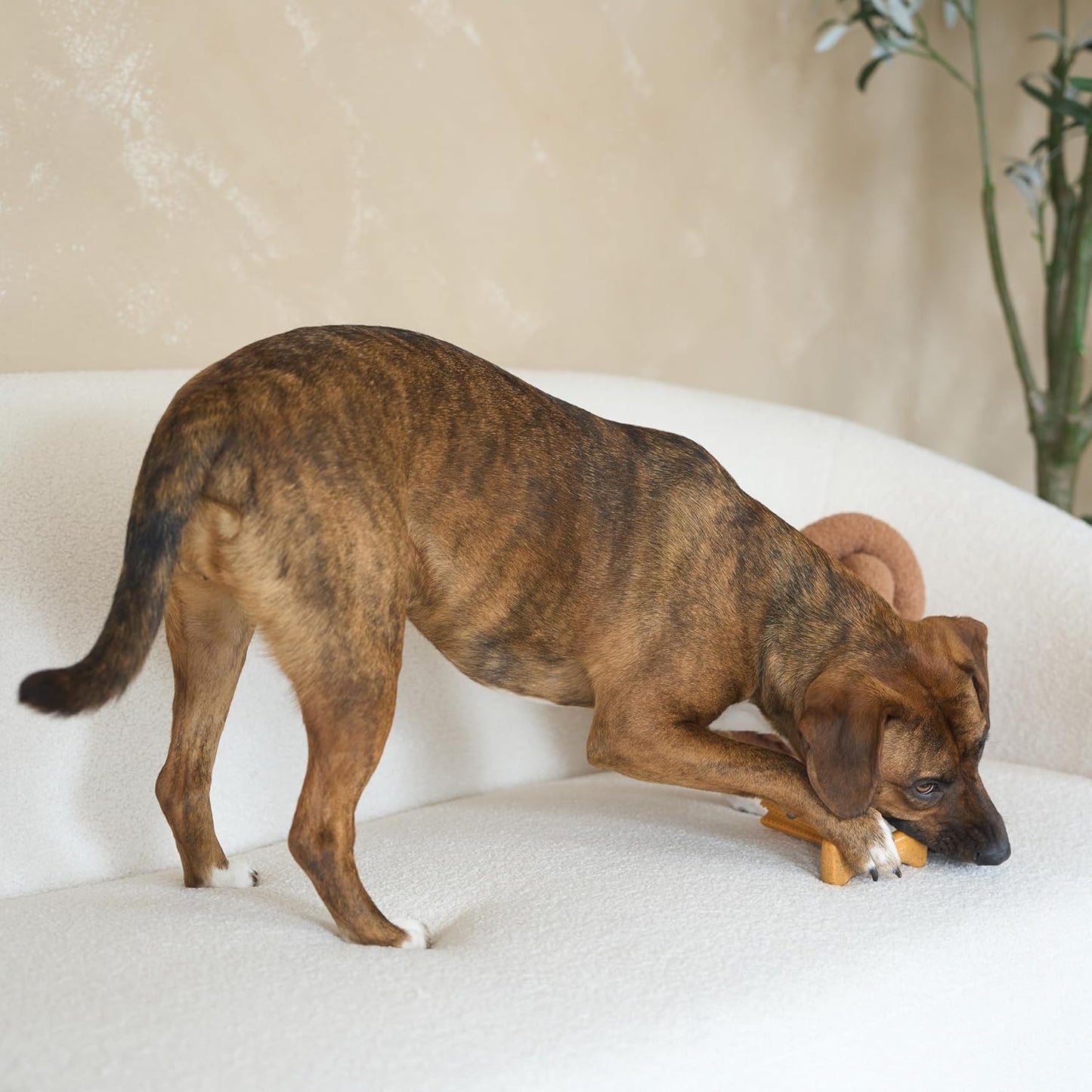 Bam-Bones plus T Bone - Bamboo Fiber & Nylon, Durable Long Lasting Dog Chew for Aggressive Chewers – Toy for Dogs & Puppies under 60Lbs, Non-Splintering, 6In, Allergen Free Peanut Butter Flavor