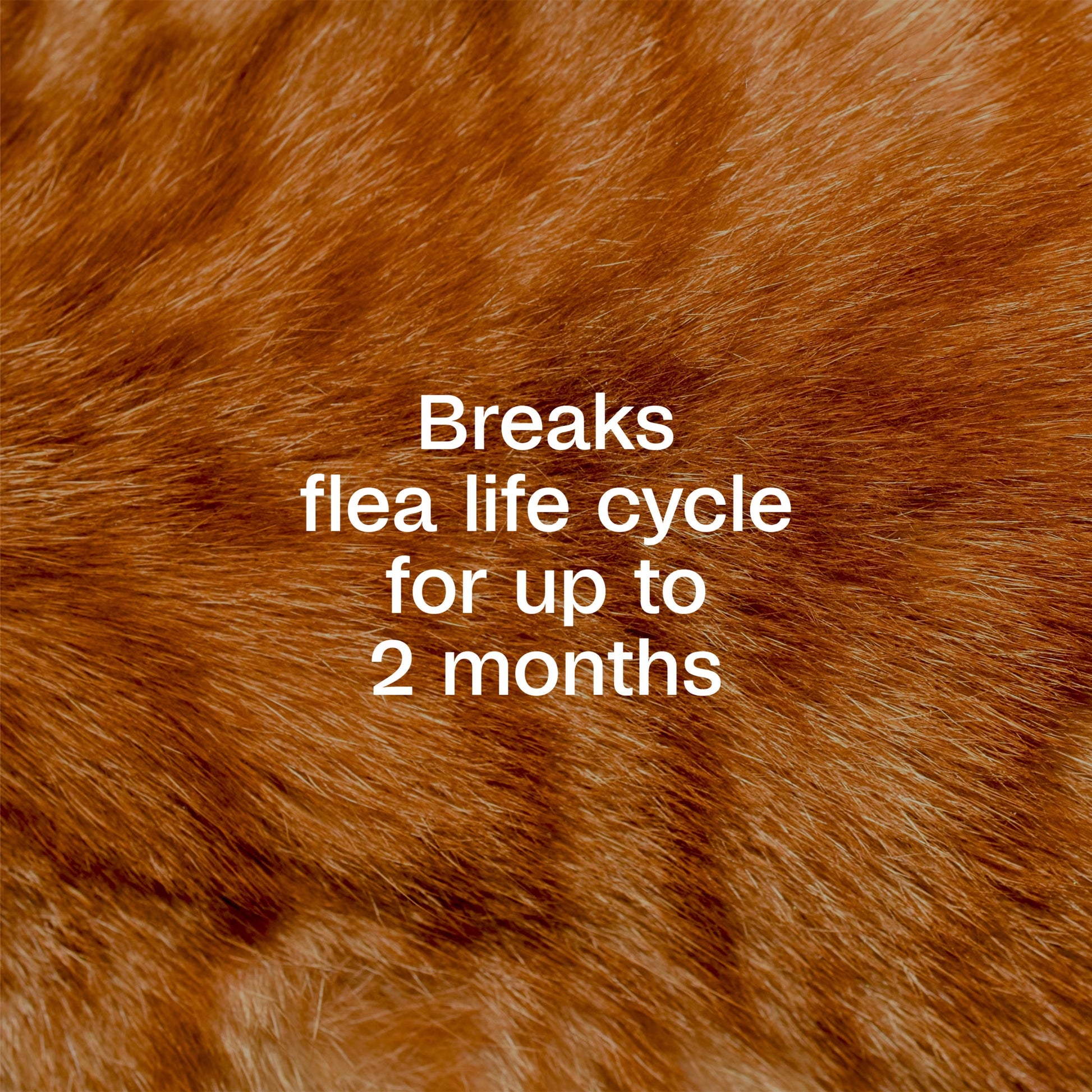 (2 Pack)  Flea & Tick Spray for Cats, Kills Fleas and Ticks, Prevents Flea Infestations for up to 2 Months, Flea Treatment for Cats & Kittens, 16 Fl Oz