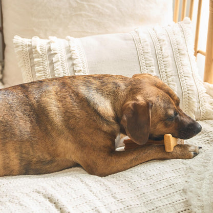 Bam-Bones plus T Bone - Bamboo Fiber & Nylon, Durable Long Lasting Dog Chew for Aggressive Chewers – Toy for Dogs & Puppies under 60Lbs, Non-Splintering, 6In, Allergen Free Peanut Butter Flavor