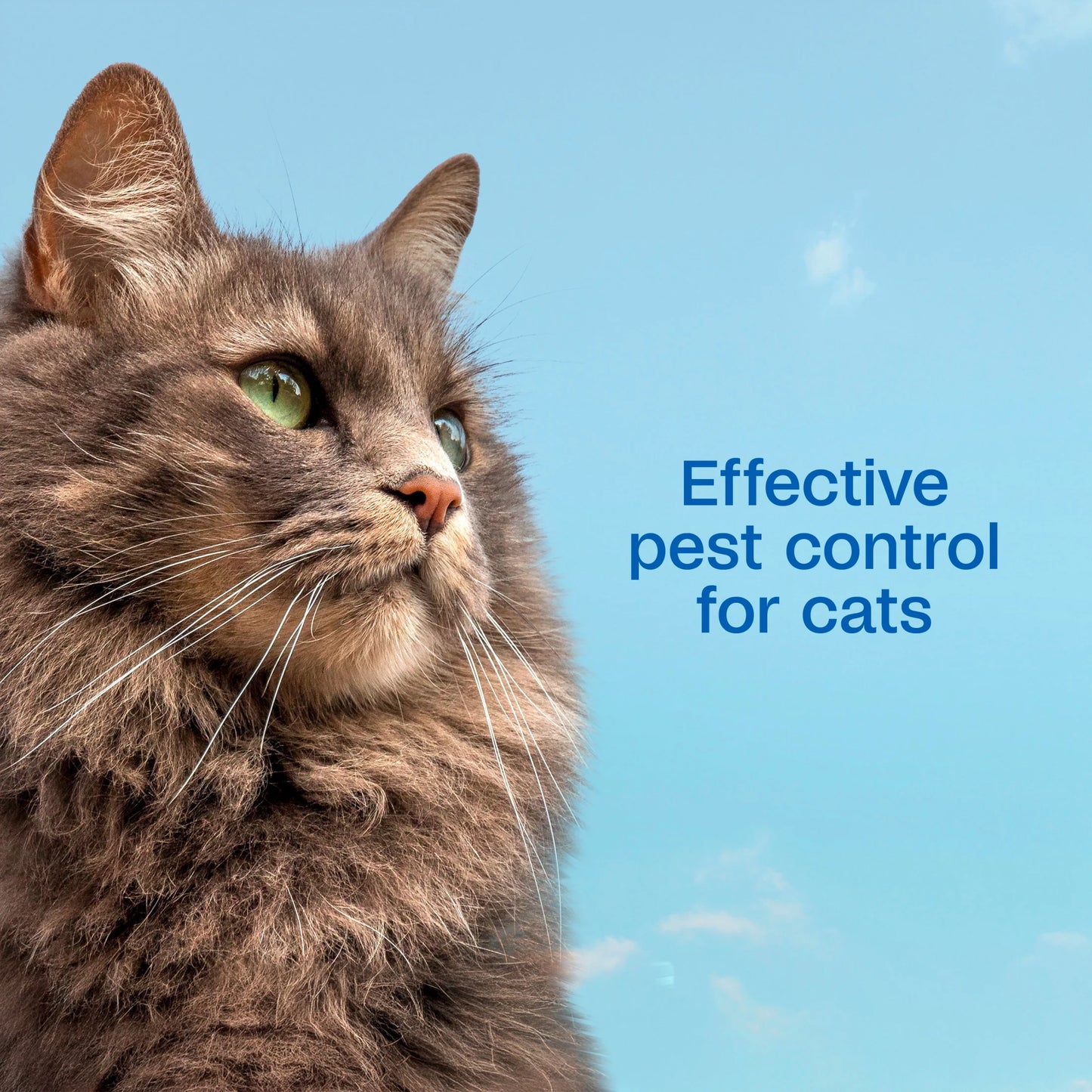 (2 Pack)  Flea & Tick Spray for Cats, Kills Fleas and Ticks, Prevents Flea Infestations for up to 2 Months, Flea Treatment for Cats & Kittens, 16 Fl Oz