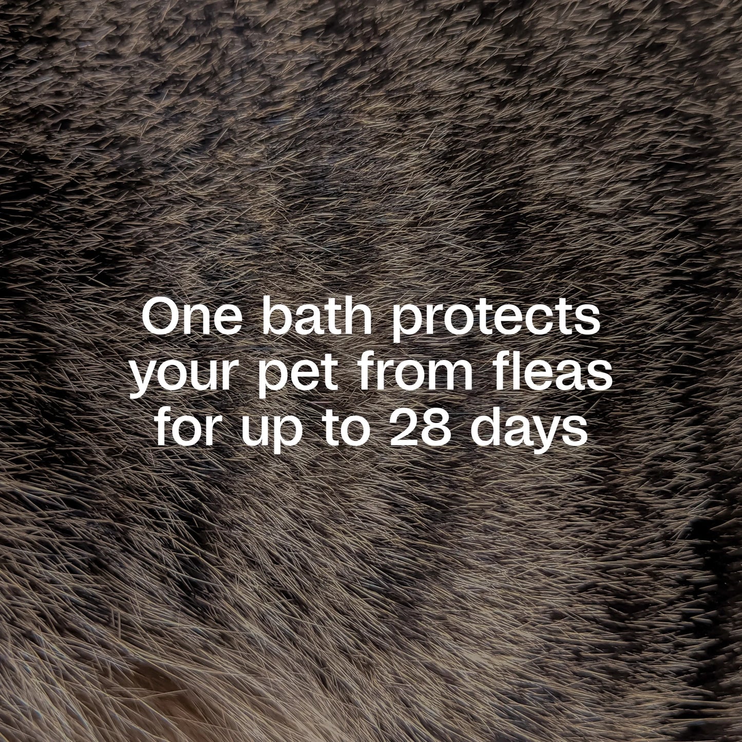 plus Flea & Tick Shampoo with Precor for Dogs, Cats, Puppies & Kittens, Flea Shampoo to Treat Flea Infestations, Kills Ticks, Fleas, Flea Eggs & Lice, Cleans and Conditions Coat, 12 Fl Oz