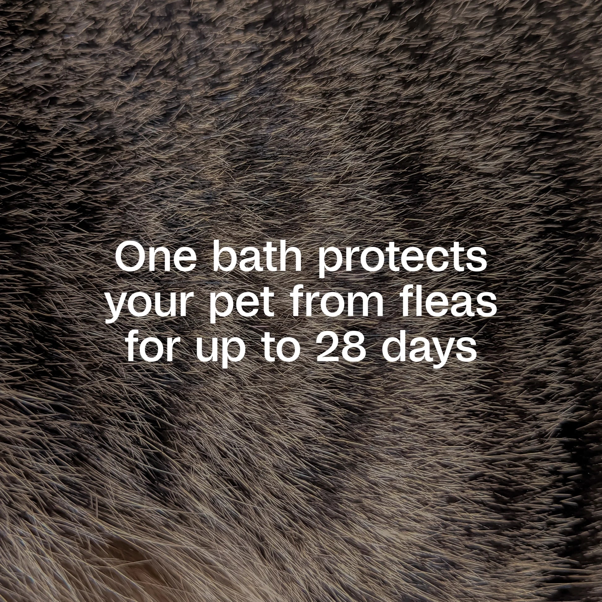 plus Flea & Tick Shampoo with Precor for Dogs, Cats, Puppies & Kittens, Flea Shampoo to Treat Flea Infestations, Kills Ticks, Fleas, Flea Eggs & Lice, Cleans and Conditions Coat, 12 Fl Oz