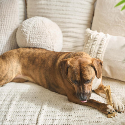 Bam-Bones Plus T-Bone Chew Toy for Dogs - Durable Bamboo & Nylon, Chicken Flavor, Perfect for Medium Chewers 30-60 lbs