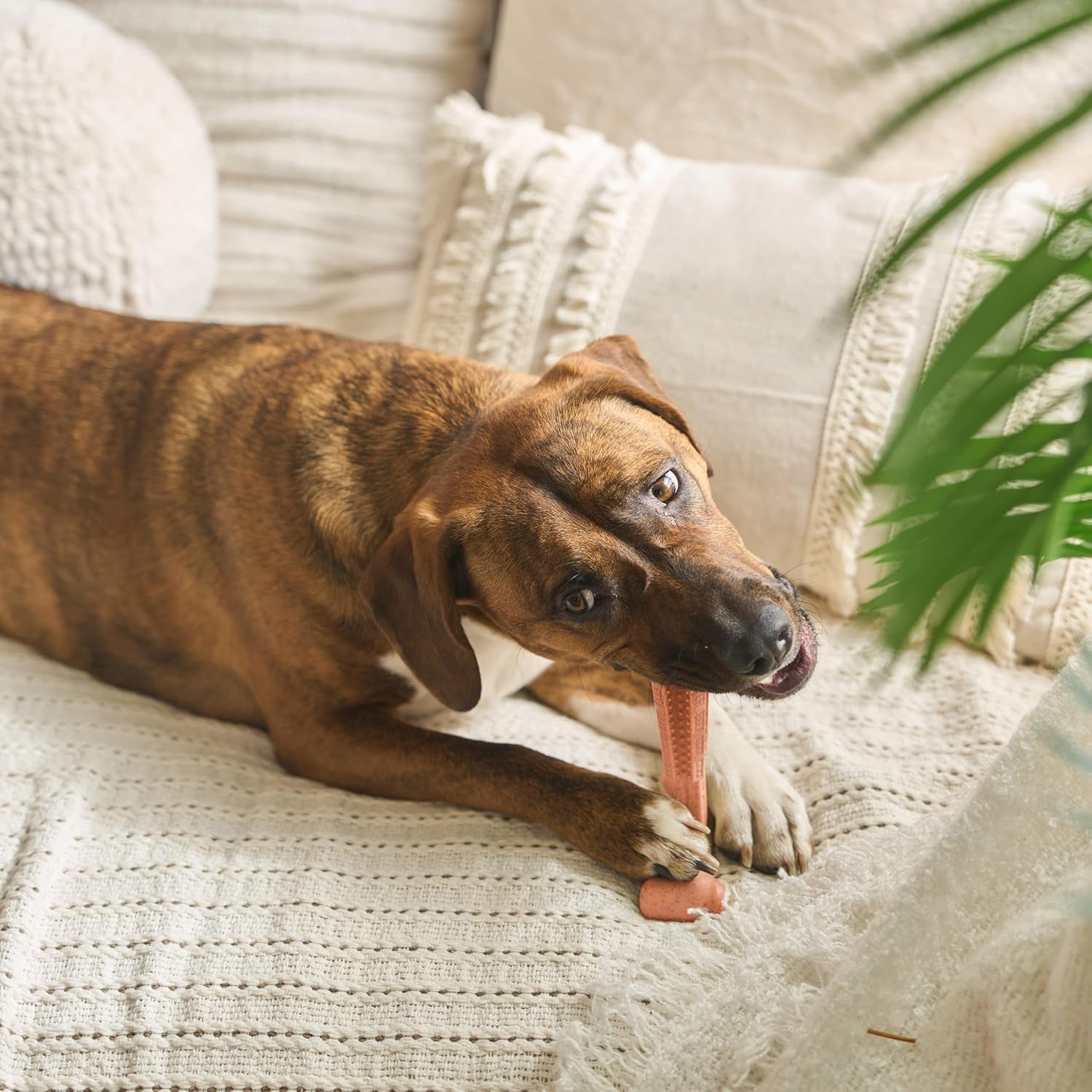 Bam-Bones plus T Bone – Bamboo Fiber & Nylon Dog Chew Toy for Moderate to Aggressive Chewers, Durable Long Lasting & Non-Splintering, Beef Flavor Toy for Adult Dogs & Puppies under 60 Lbs, 6 In
