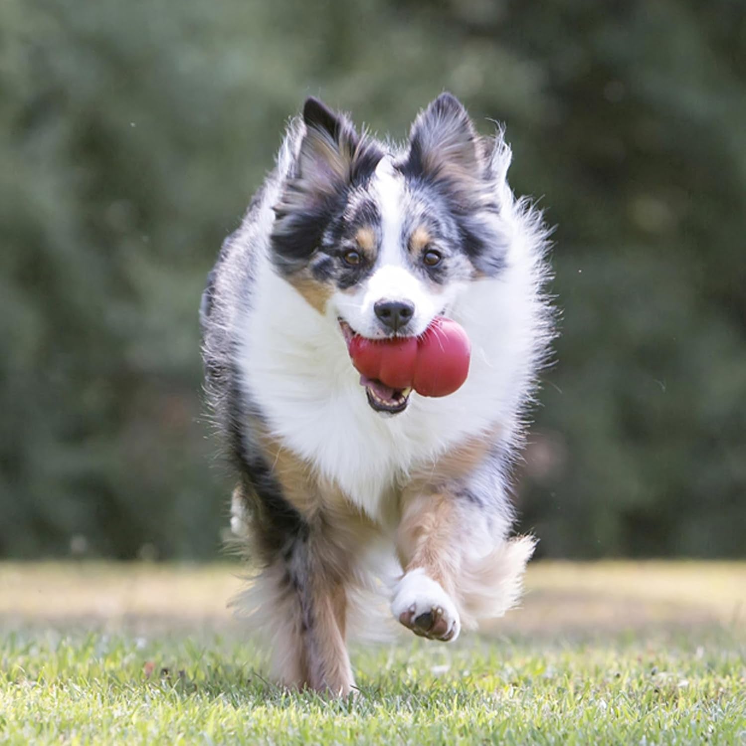 Classic Stuffable Dog Toy - Fetch & Chew Toy for Dogs - Treat-Filling Capabilities & Erratic Bounce for Extended Play Time - Durable Natural Rubber Material - for Medium Dogs